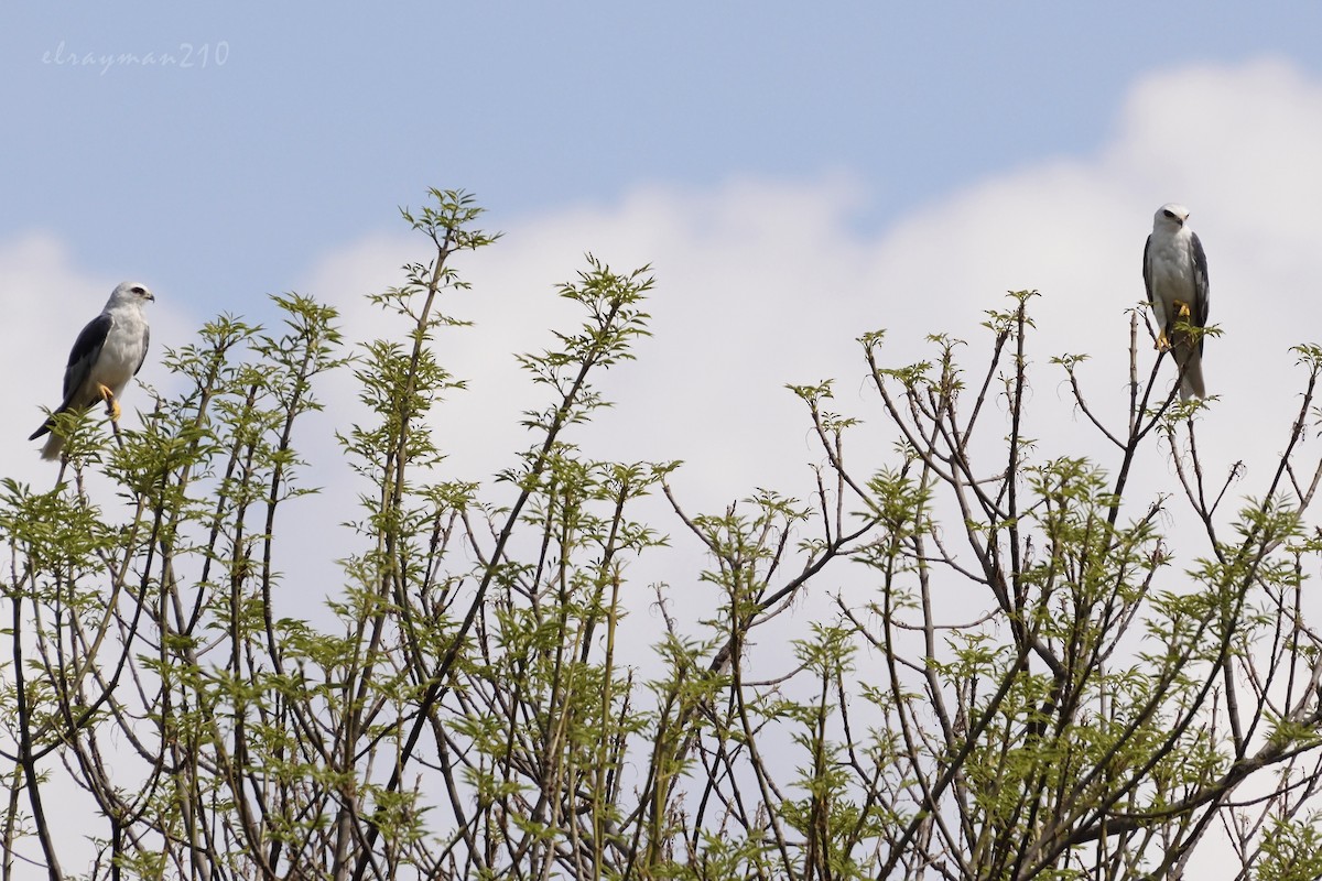 White-tailed Kite - Ricardo Arredondo