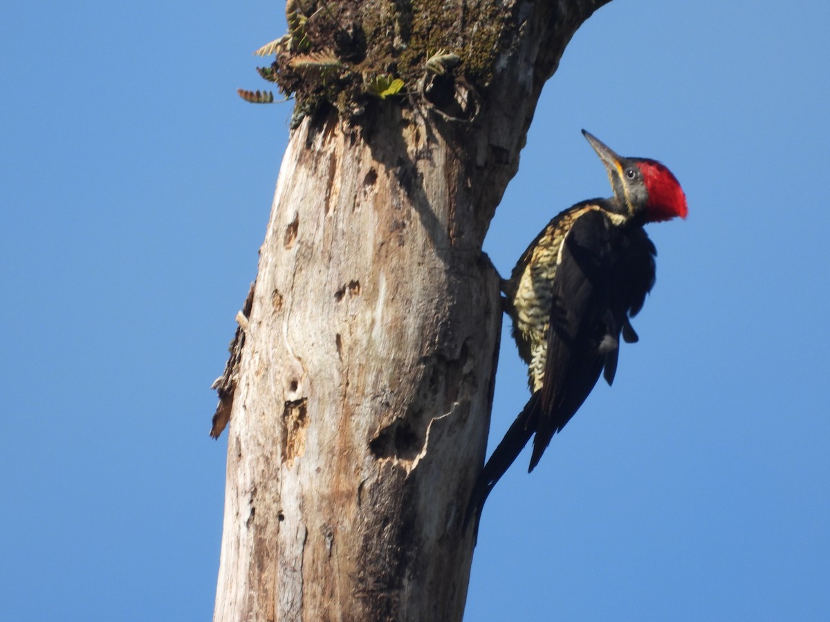 Lineated Woodpecker - ML613595769