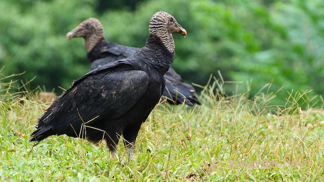 Black Vulture - ML613595784
