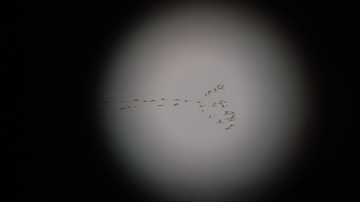 ibis černohlavý - ML613596123