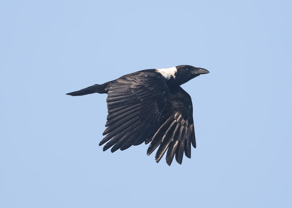 Collared Crow - ML613596191