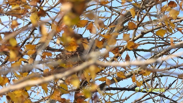 Eurasian Sparrowhawk - ML613596223
