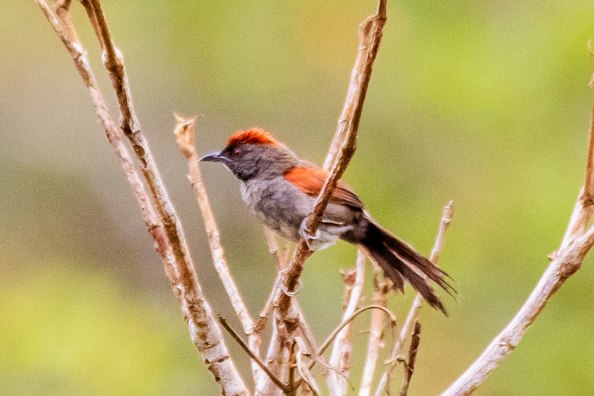 Cinereous-breasted Spinetail - ML613596445