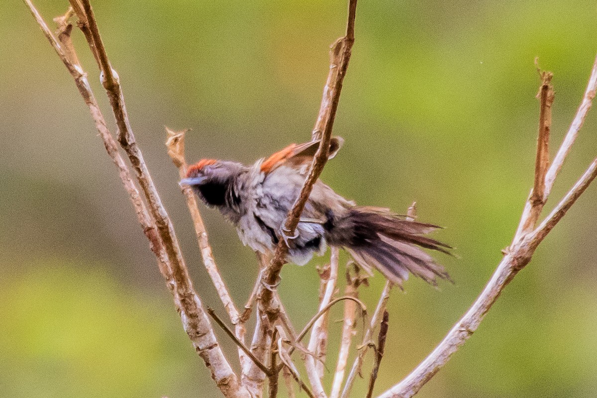 Cinereous-breasted Spinetail - ML613596447
