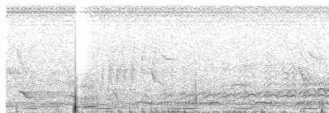 Kara Belli Bıldırcınyelvesi - ML613596515