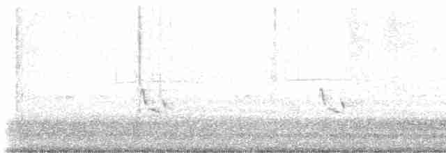 Короткоклювый бекасовидный веретенник - ML613596855