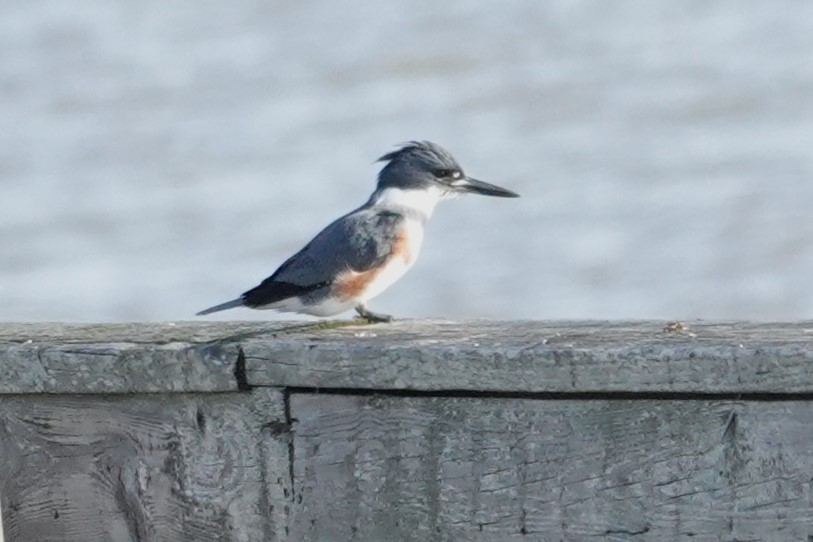 Belted Kingfisher - ML613596894