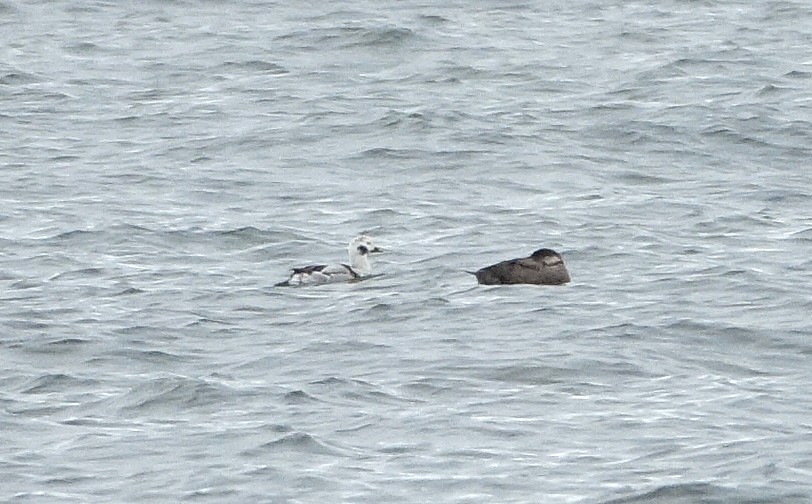 Long-tailed Duck - ML613597040