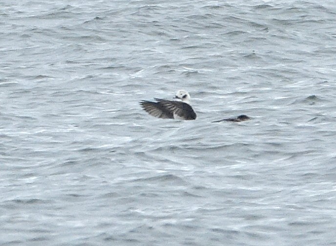 Long-tailed Duck - ML613597041