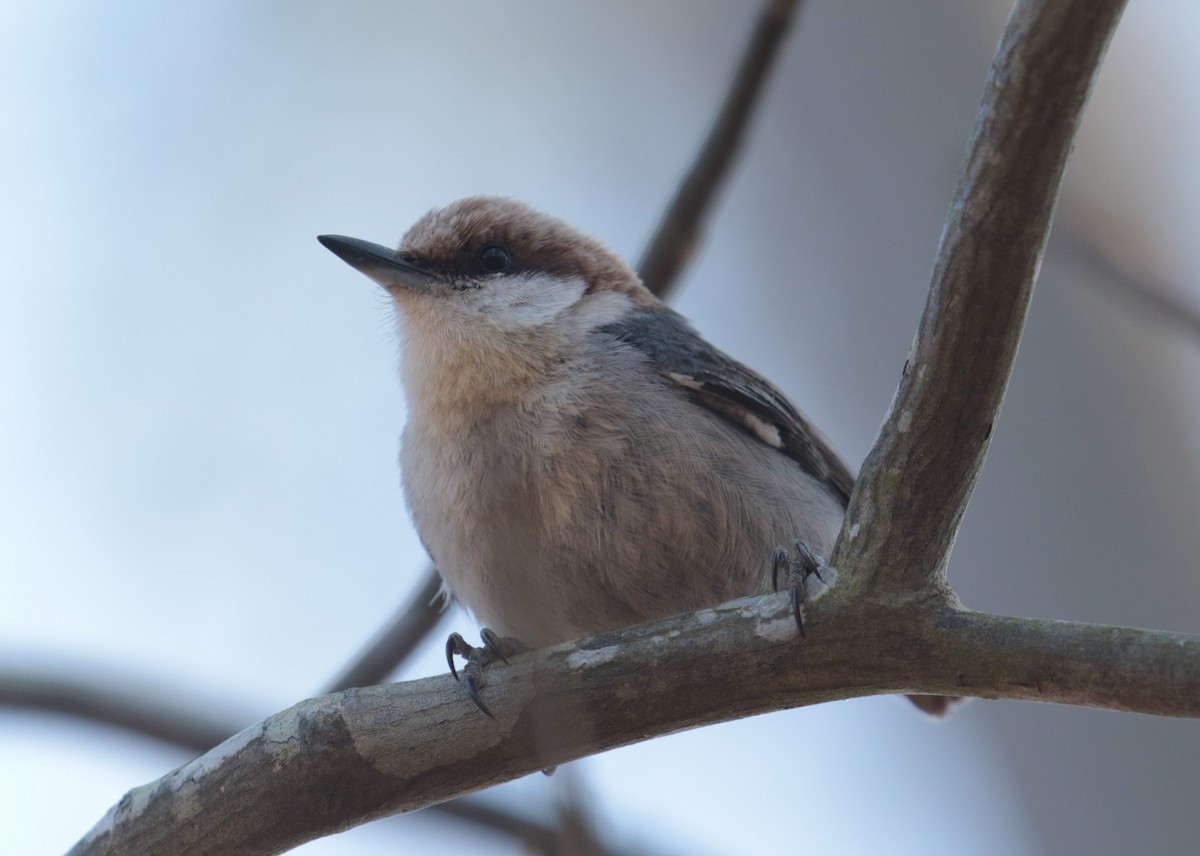 Brown-headed Nuthatch - ML613597085