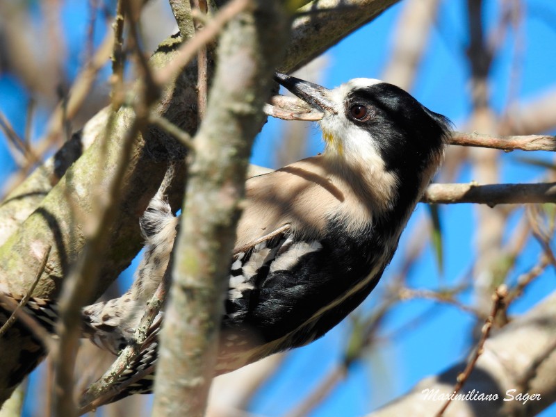 White-fronted Woodpecker - ML61359711