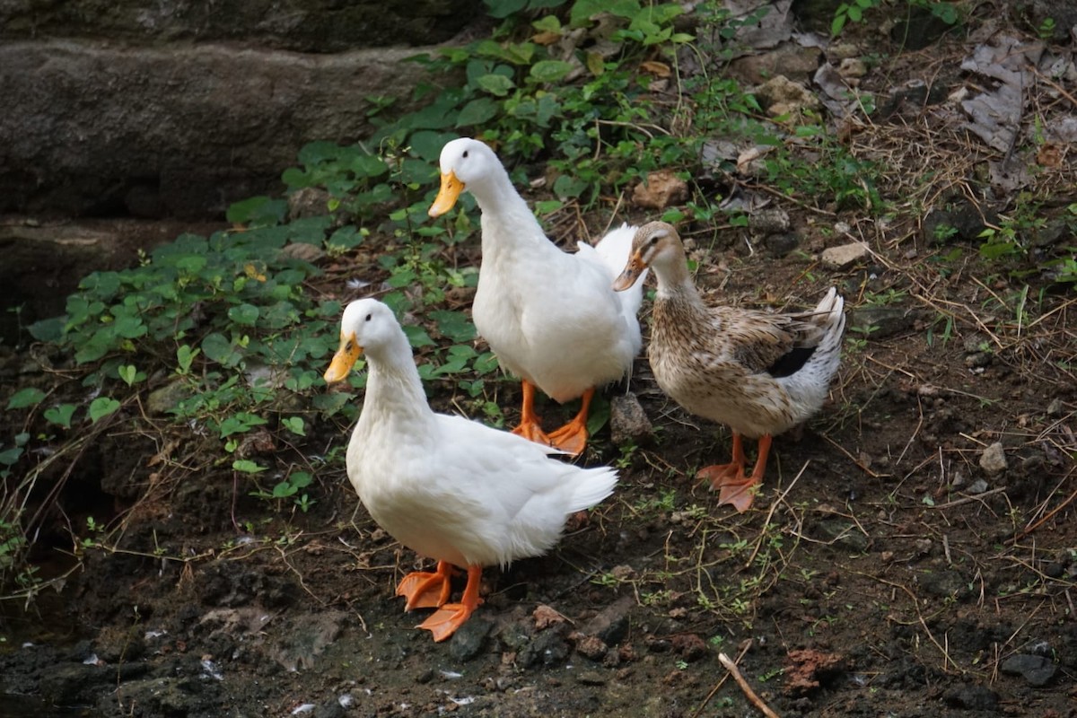 duck sp. - Srinidhi Kannan