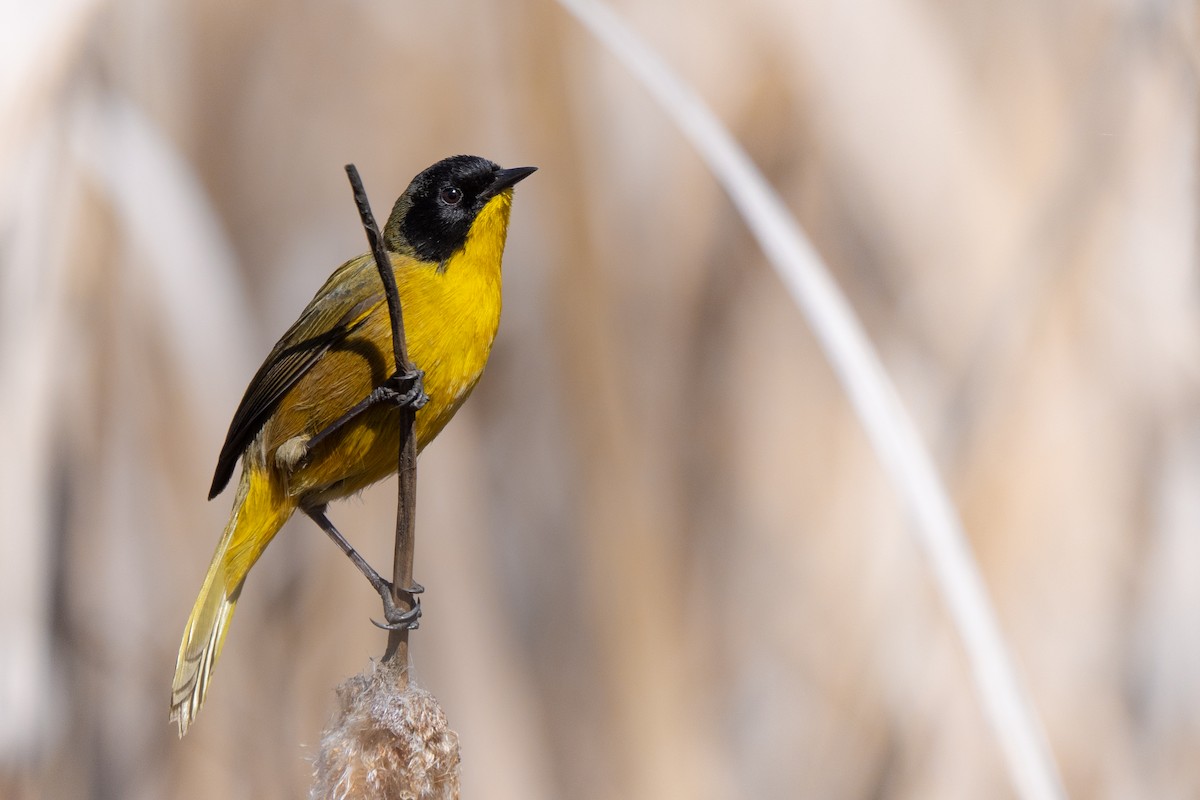 Black-polled Yellowthroat - Phil Chaon