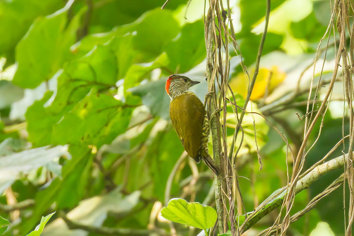 Buff-spotted Woodpecker - ML613597545