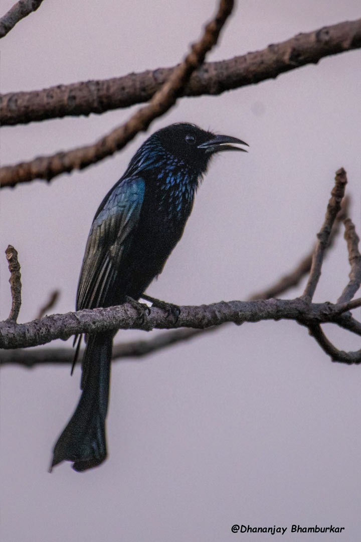 Hair-crested Drongo - ML613597744