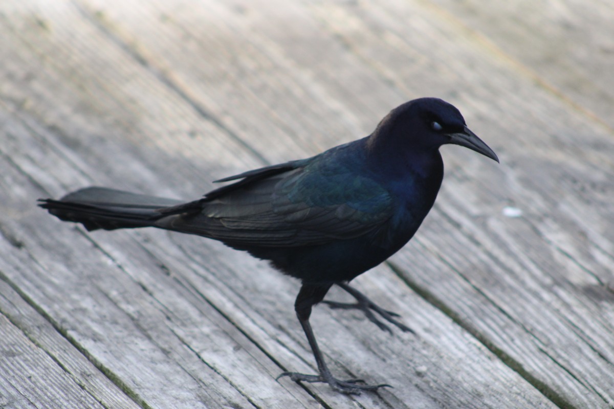 Boat-tailed Grackle - ML613598014