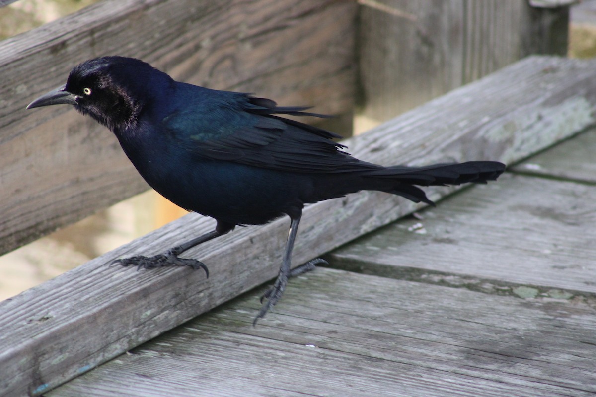 Boat-tailed Grackle - ML613598015