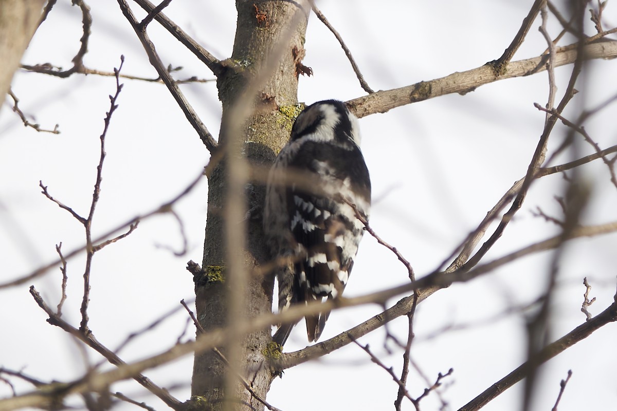 Lesser Spotted Woodpecker - ML613598071