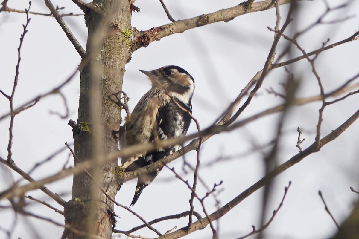 Lesser Spotted Woodpecker - ML613598072