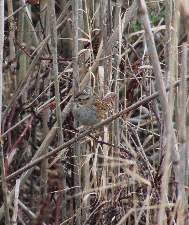 Swamp Sparrow - ML613598165