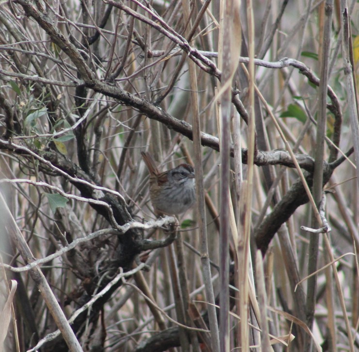 Swamp Sparrow - ML613598166