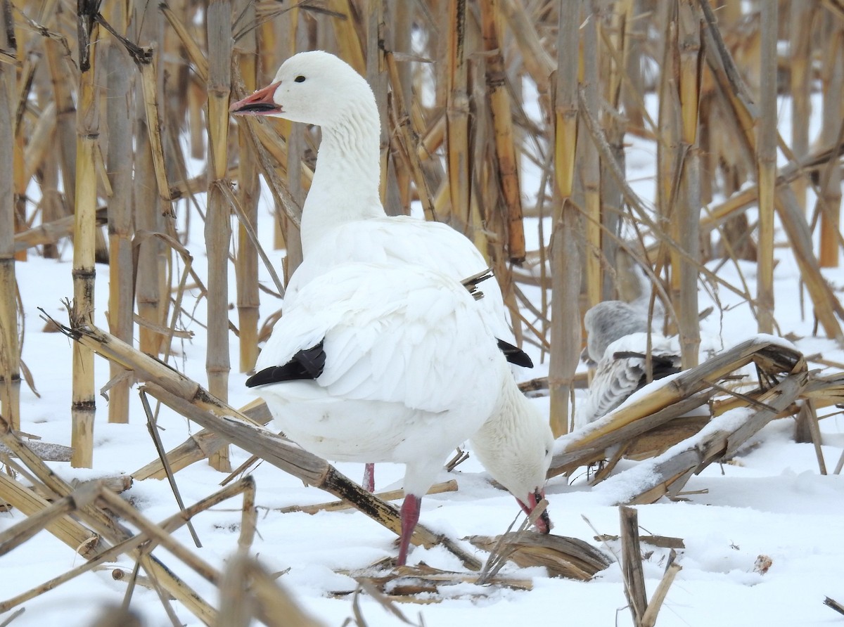 Snow Goose - ML613598208