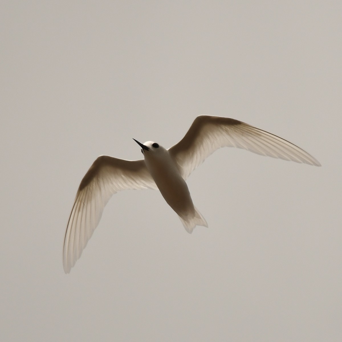 White Tern - ML613598368