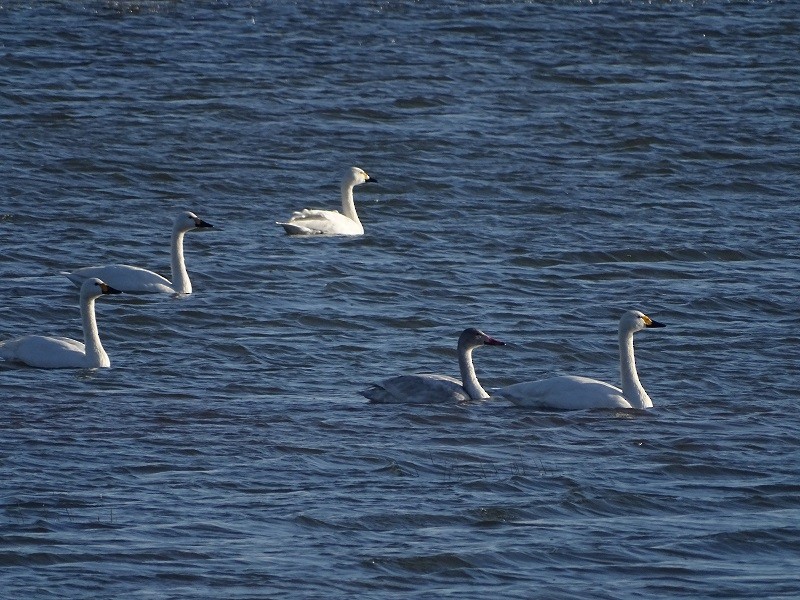 Tundra Swan (Bewick's) - ML613598461