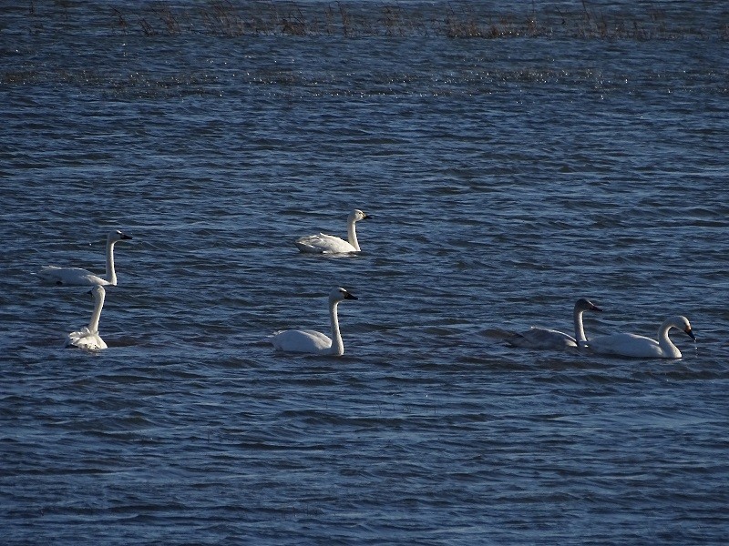 Tundra Swan (Bewick's) - ML613598462