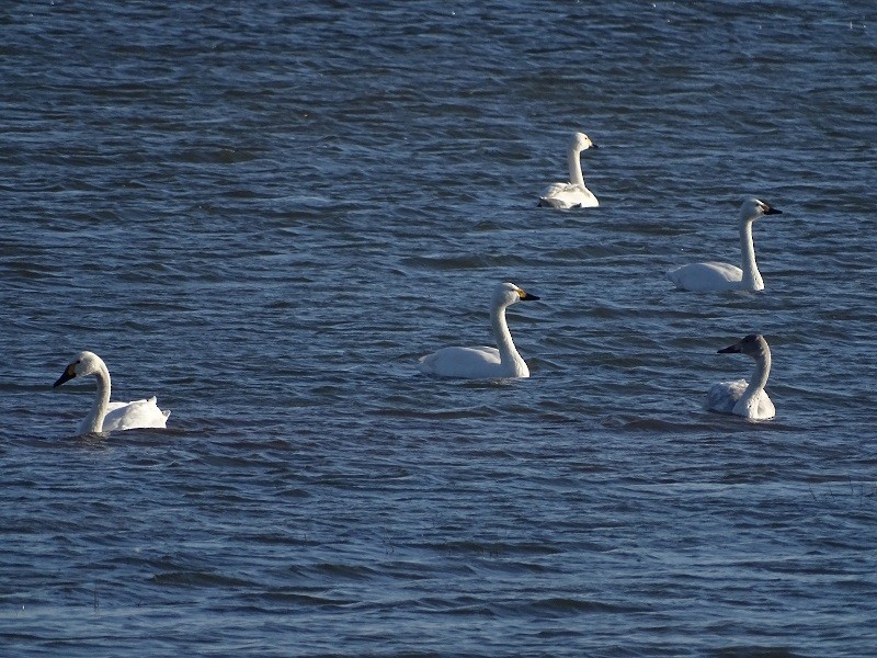 Tundra Swan (Bewick's) - ML613598464