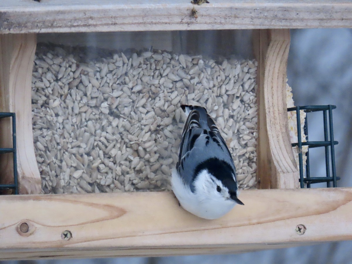 White-breasted Nuthatch - ML613598793