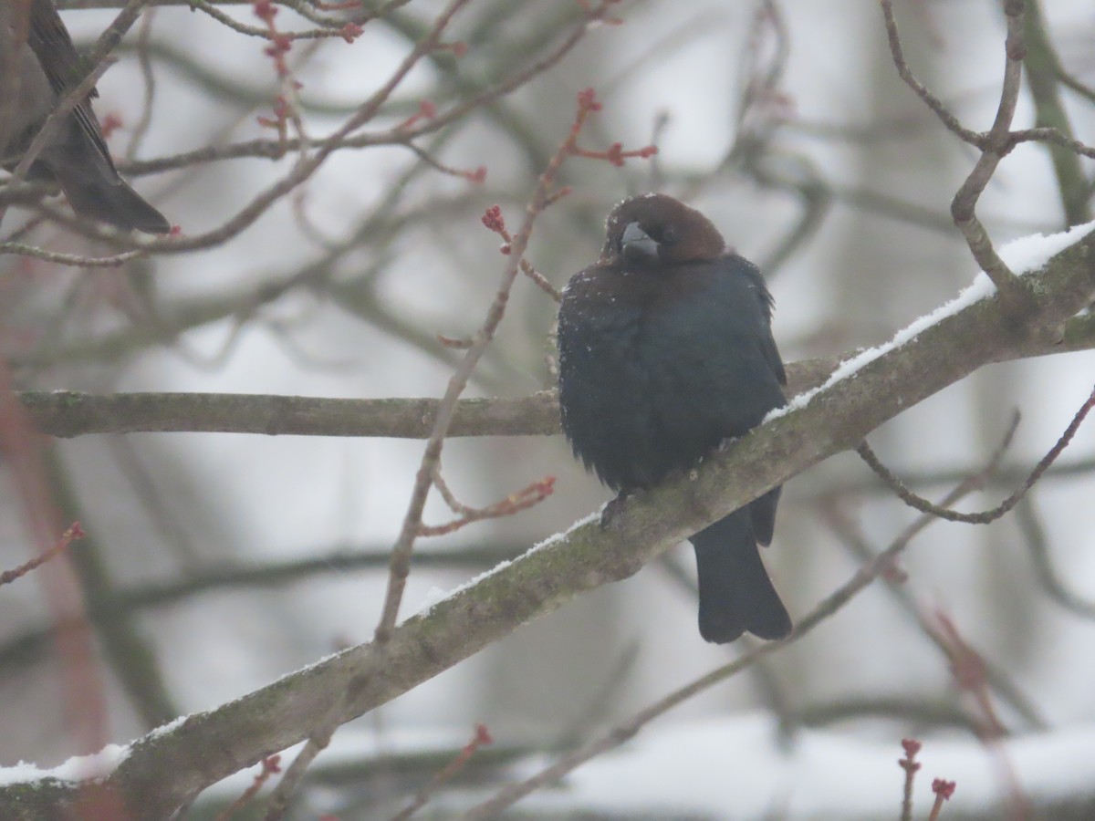 Ebird Checklist Jan Gatehouse Lane Species