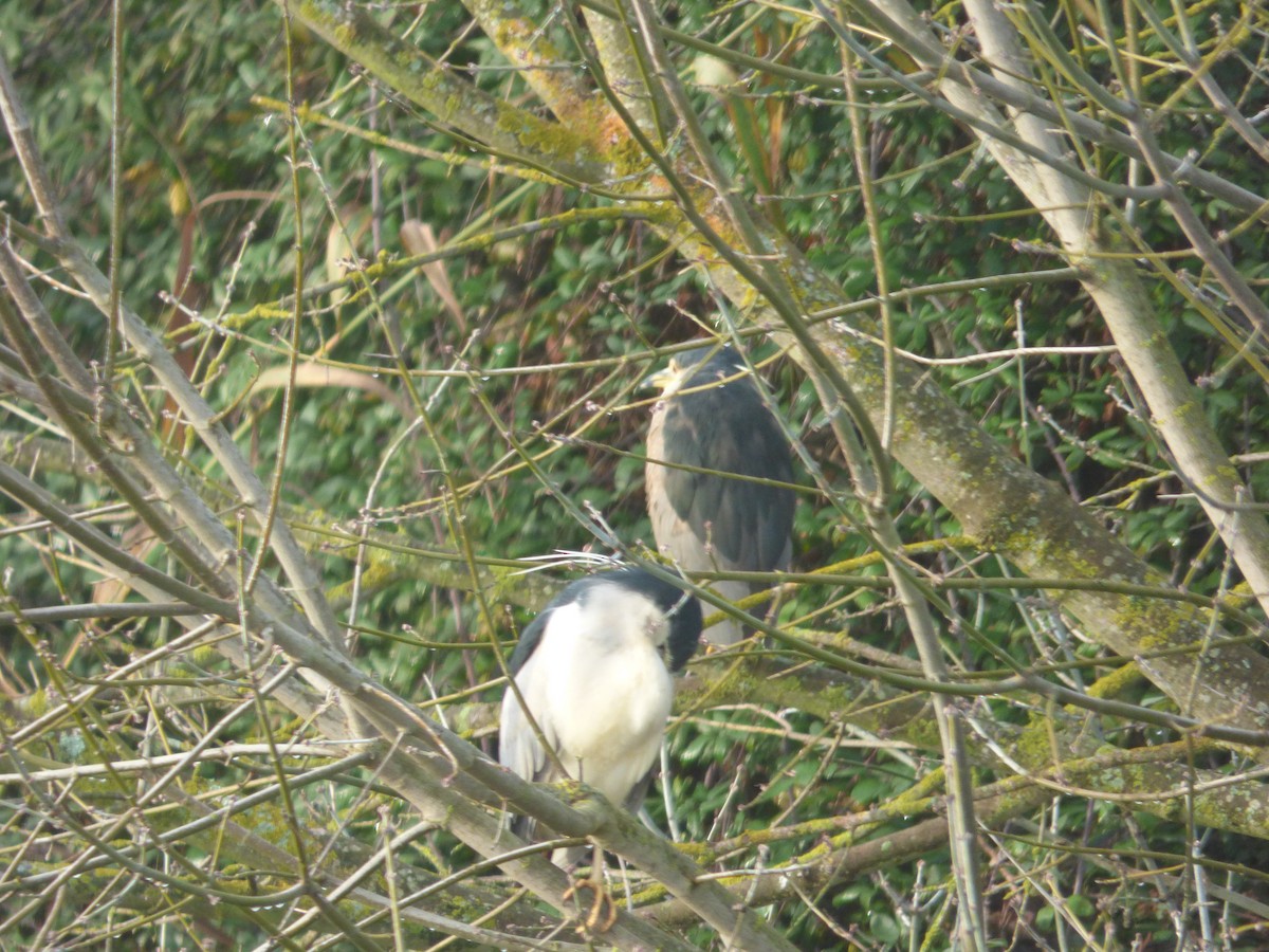 Black-crowned Night Heron - ML613598878