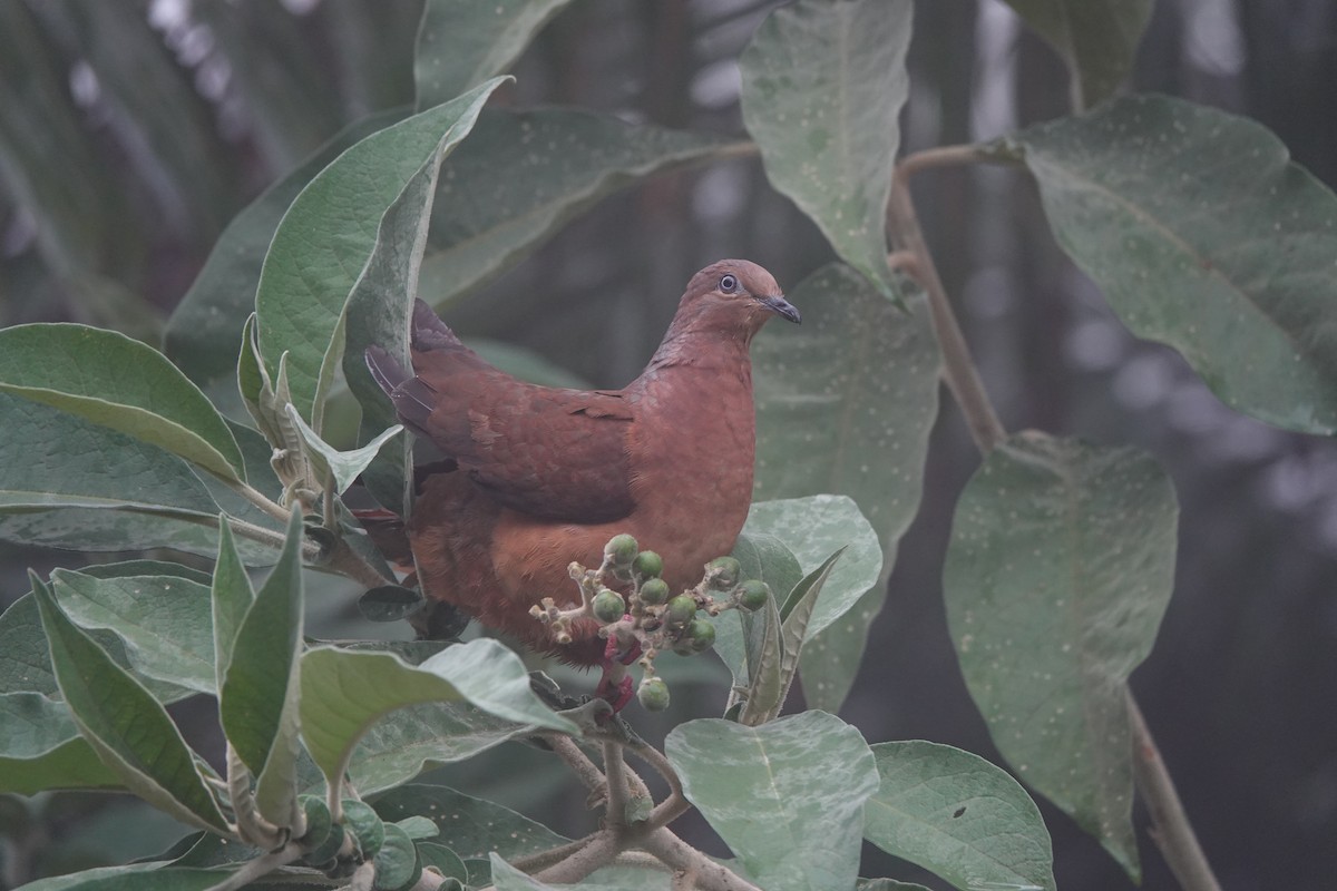 Brown Cuckoo-Dove - ML613599163