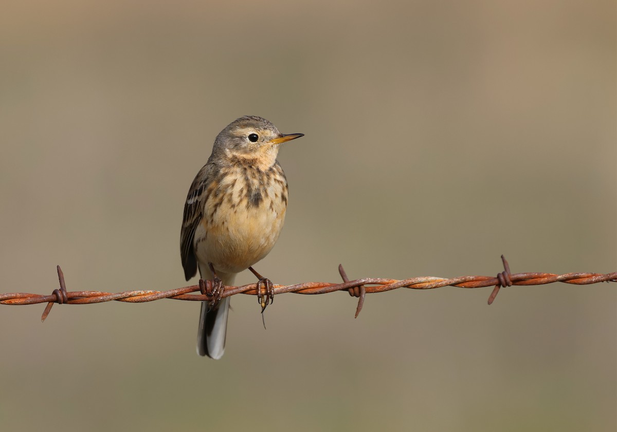 American Pipit (rubescens Group) - ML613599223