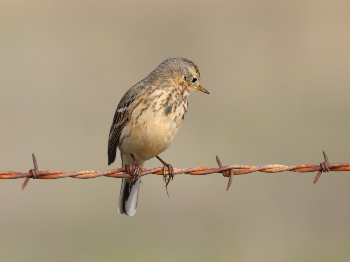 American Pipit (rubescens Group) - ML613599228