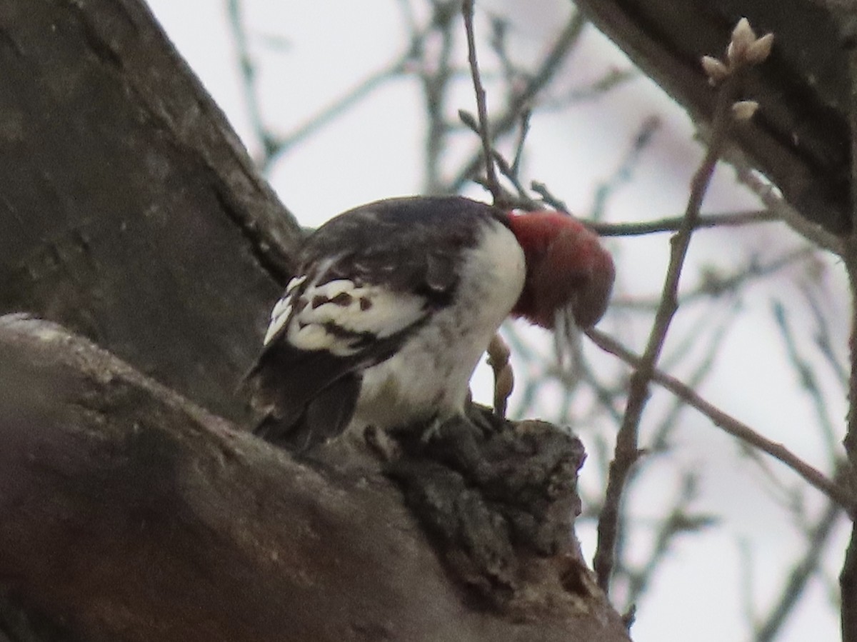 Red-headed Woodpecker - ML613599244