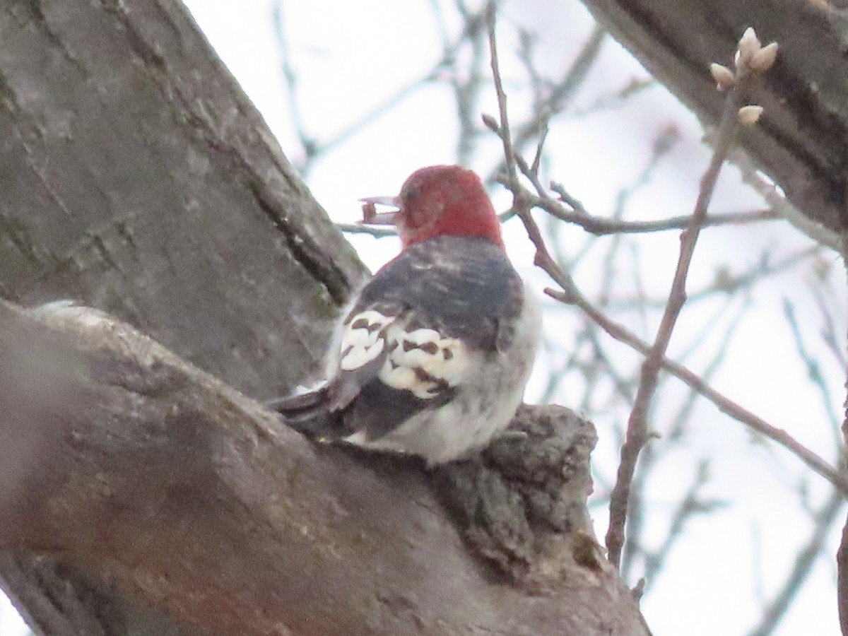 Red-headed Woodpecker - Tim Carney