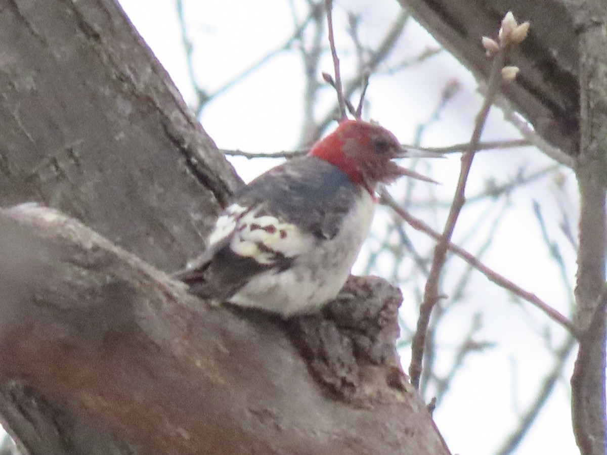 Red-headed Woodpecker - Tim Carney
