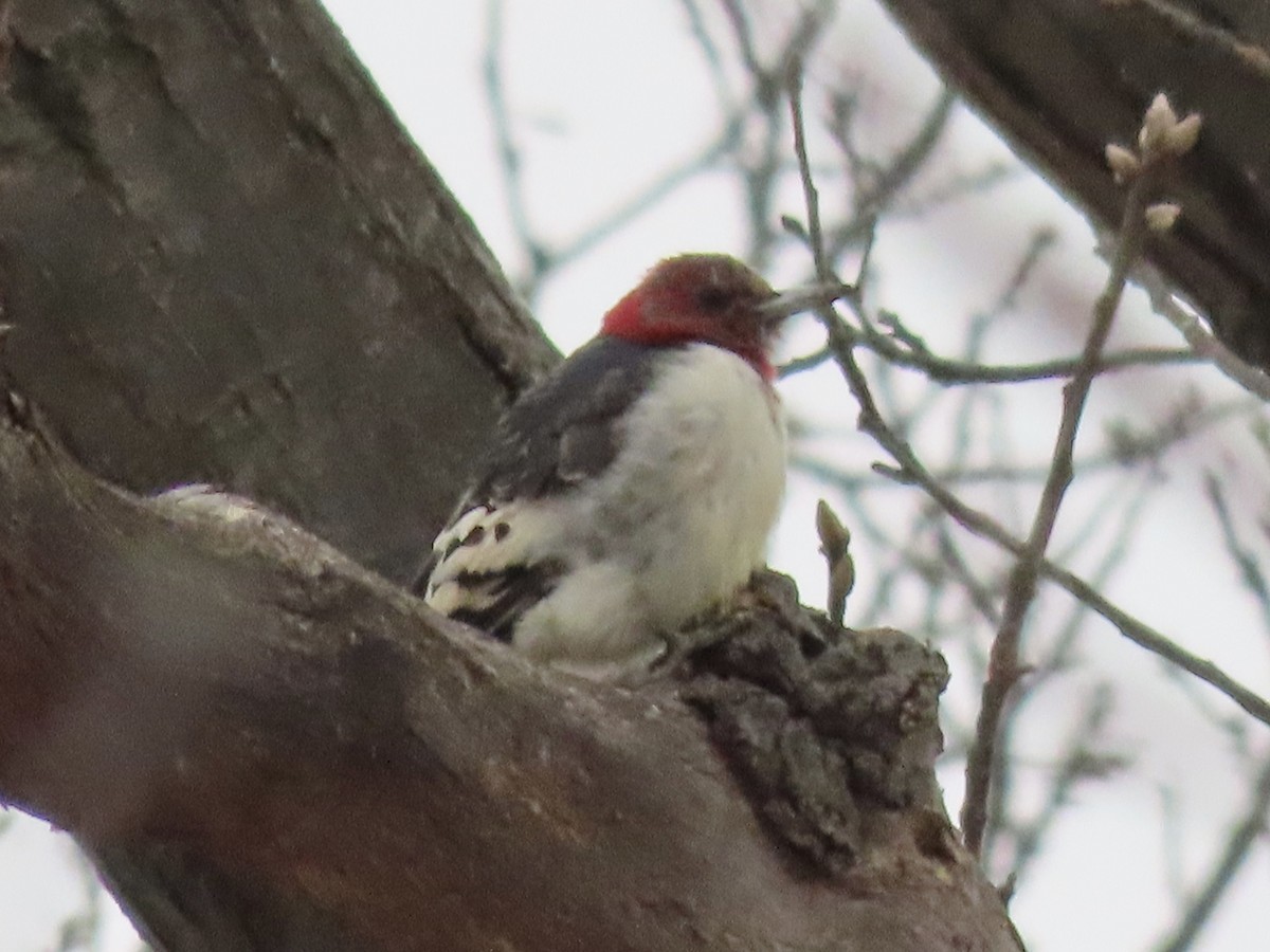 Red-headed Woodpecker - ML613599249