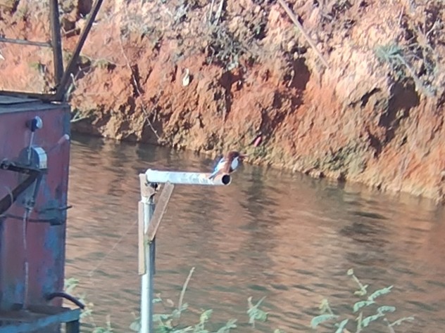 White-throated Kingfisher - ML613599324