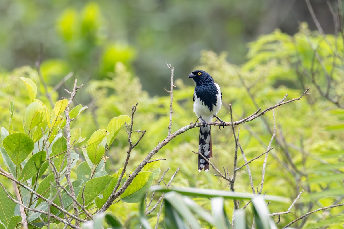 Magpie Tanager - ML613599416