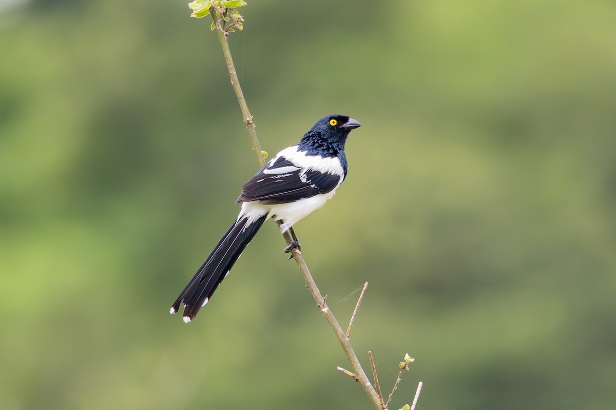 Magpie Tanager - ML613599417