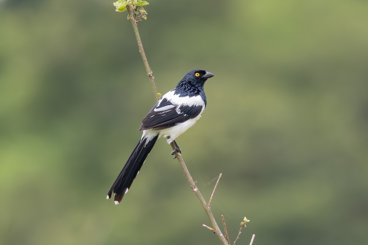 Magpie Tanager - ML613599418