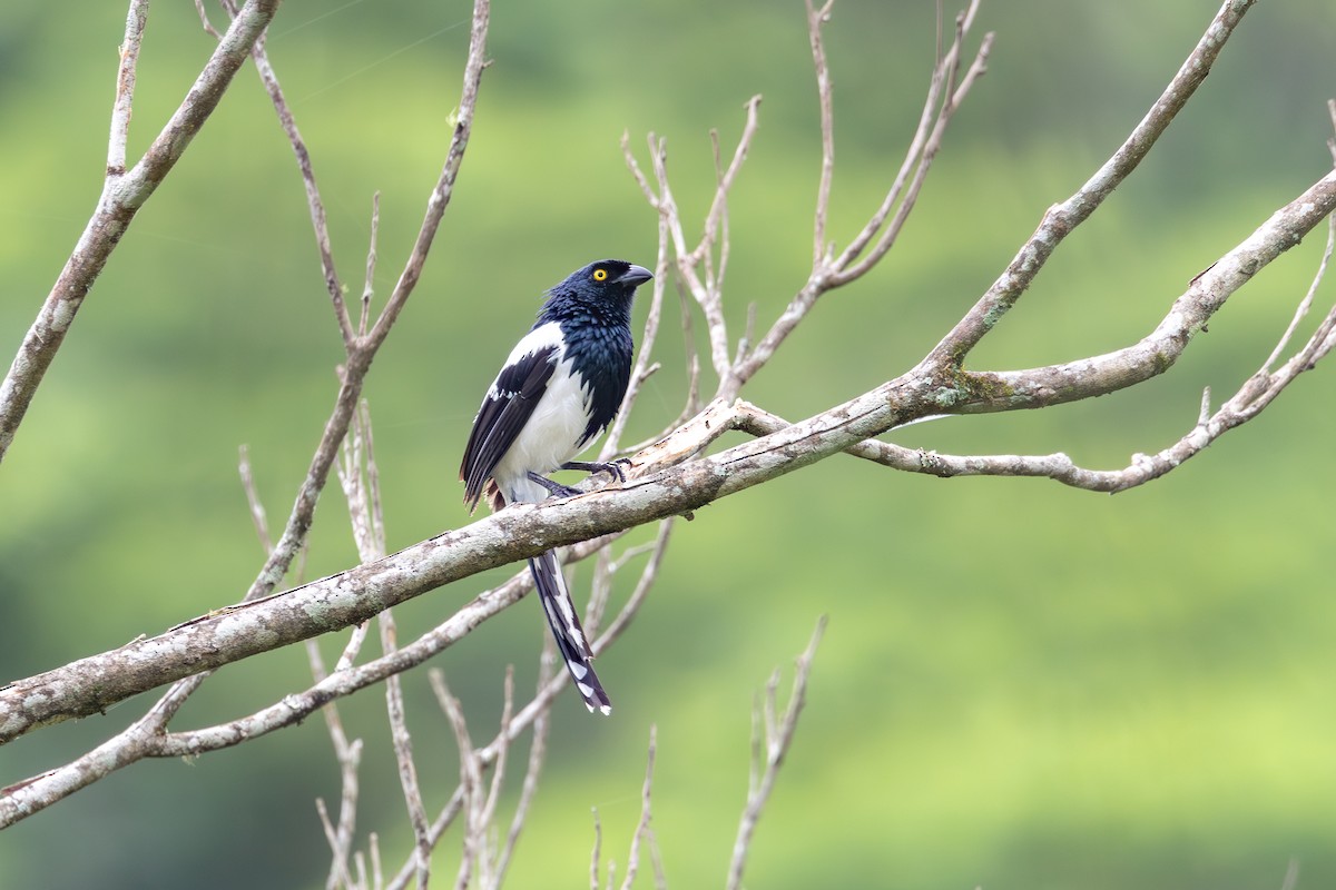 Magpie Tanager - ML613599419