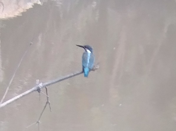 Common Kingfisher - ML613599469