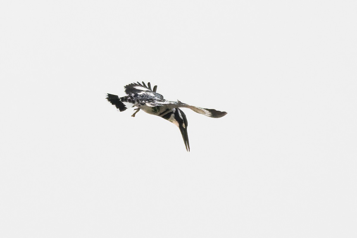 Pied Kingfisher - ML613599650