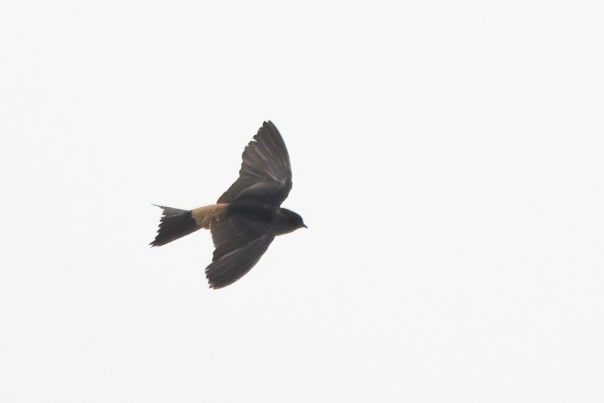 Barn Swallow - ML613599664