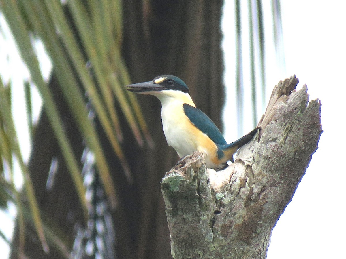 Melanesian Kingfisher - ML613599686