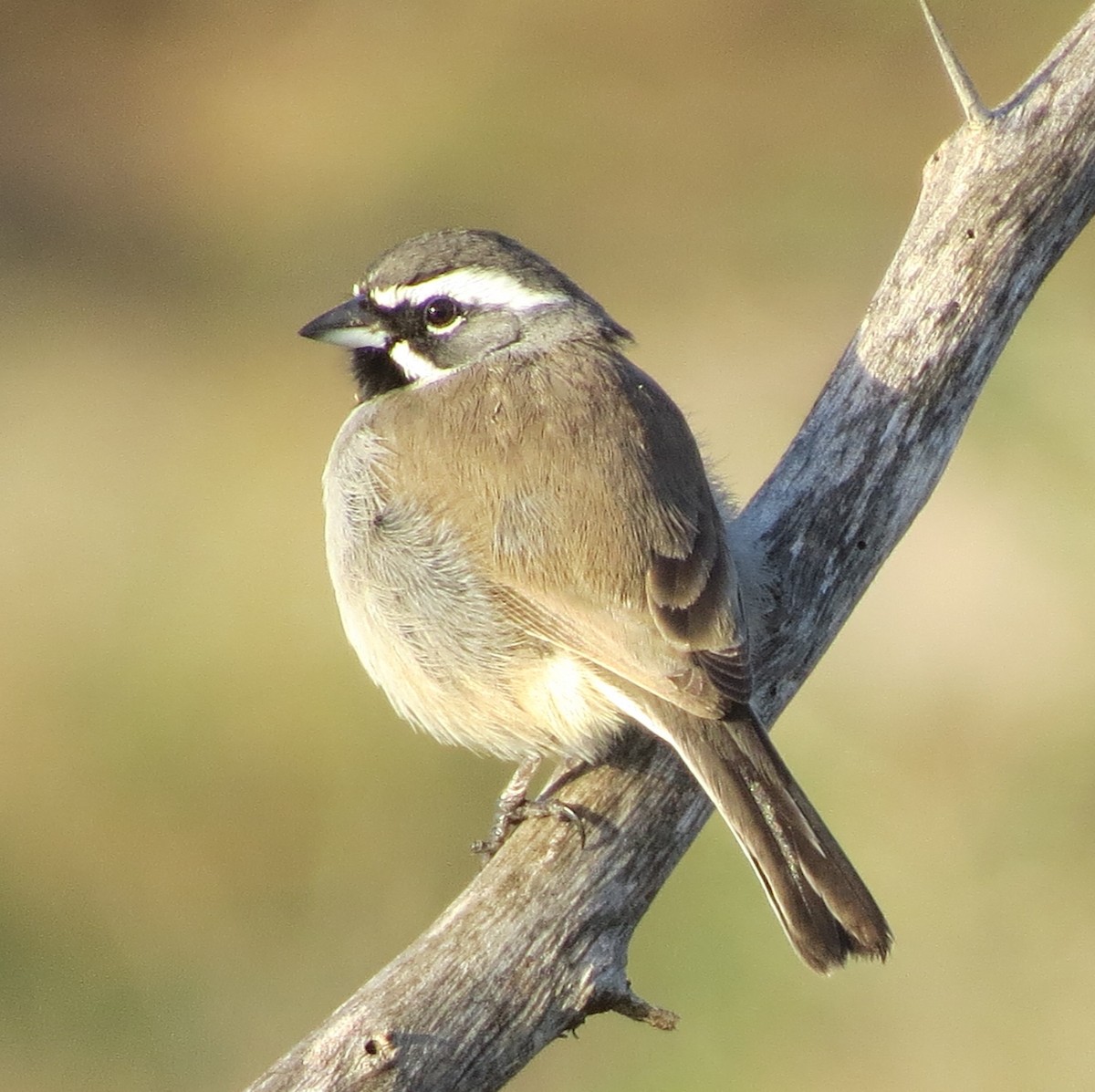 Black-throated Sparrow - ML613599701